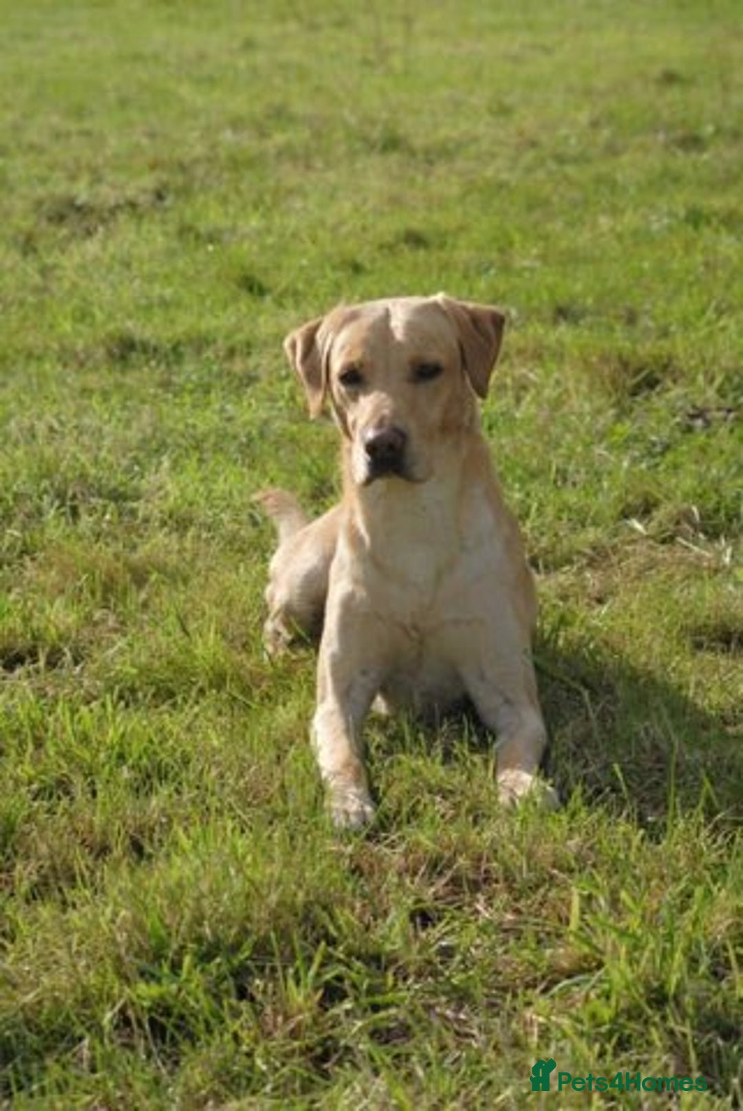 Labrador Retriever dogs for sale: Beautiful Labrador pups for sale X3 girls X3 boys - Advert 11