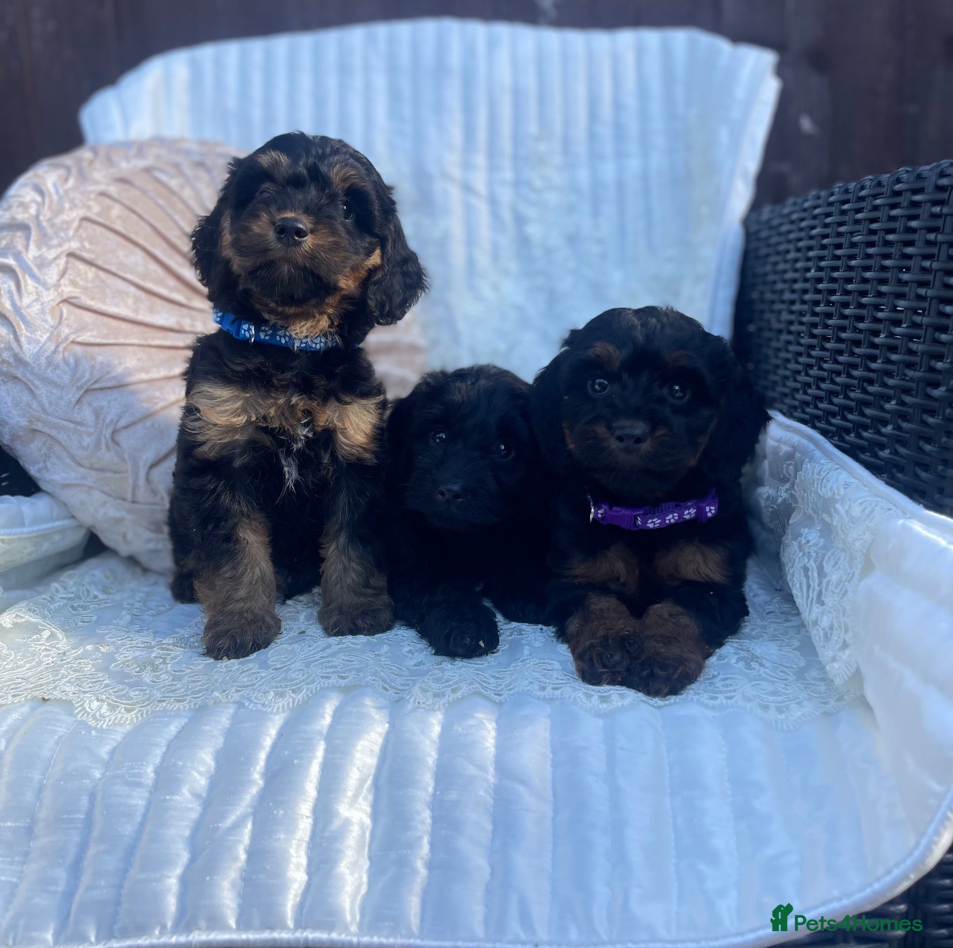 Cockapoo dogs Beautiful F1 cockapoos - Advert 4