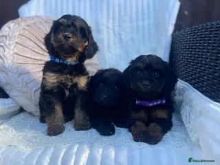 Cockapoo dogs Beautiful F1 cockapoos - Advert 4