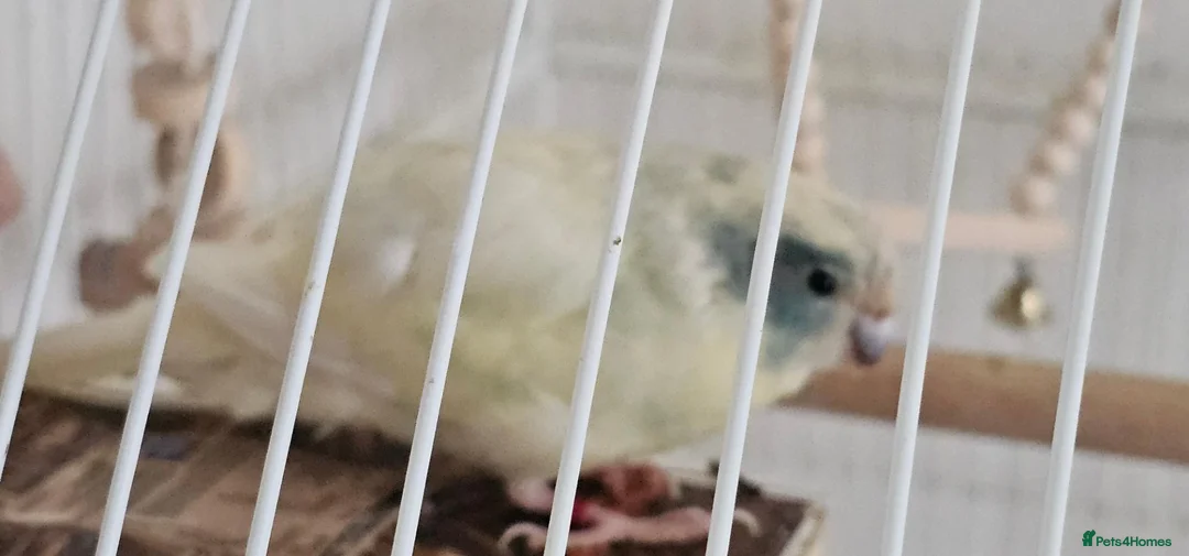 Parakeets birds for sale: Kakariki hen in Bradford - Advert 2