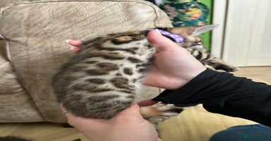 Bengal cats - Advert 5