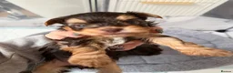 Yorkshire Terrier dogs for sale: Beautiful chocolate Biwer Yorkshire Terrier pupp  - Advert 19