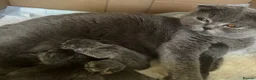 Scottish Fold cats for sale: Scottish Fold - Advert 6