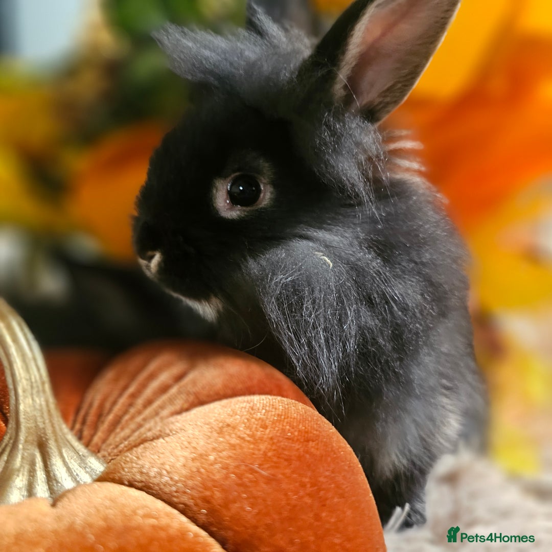 Mini Lion Lop rabbits for sale: Cute fluffy lion heads  - Image 2