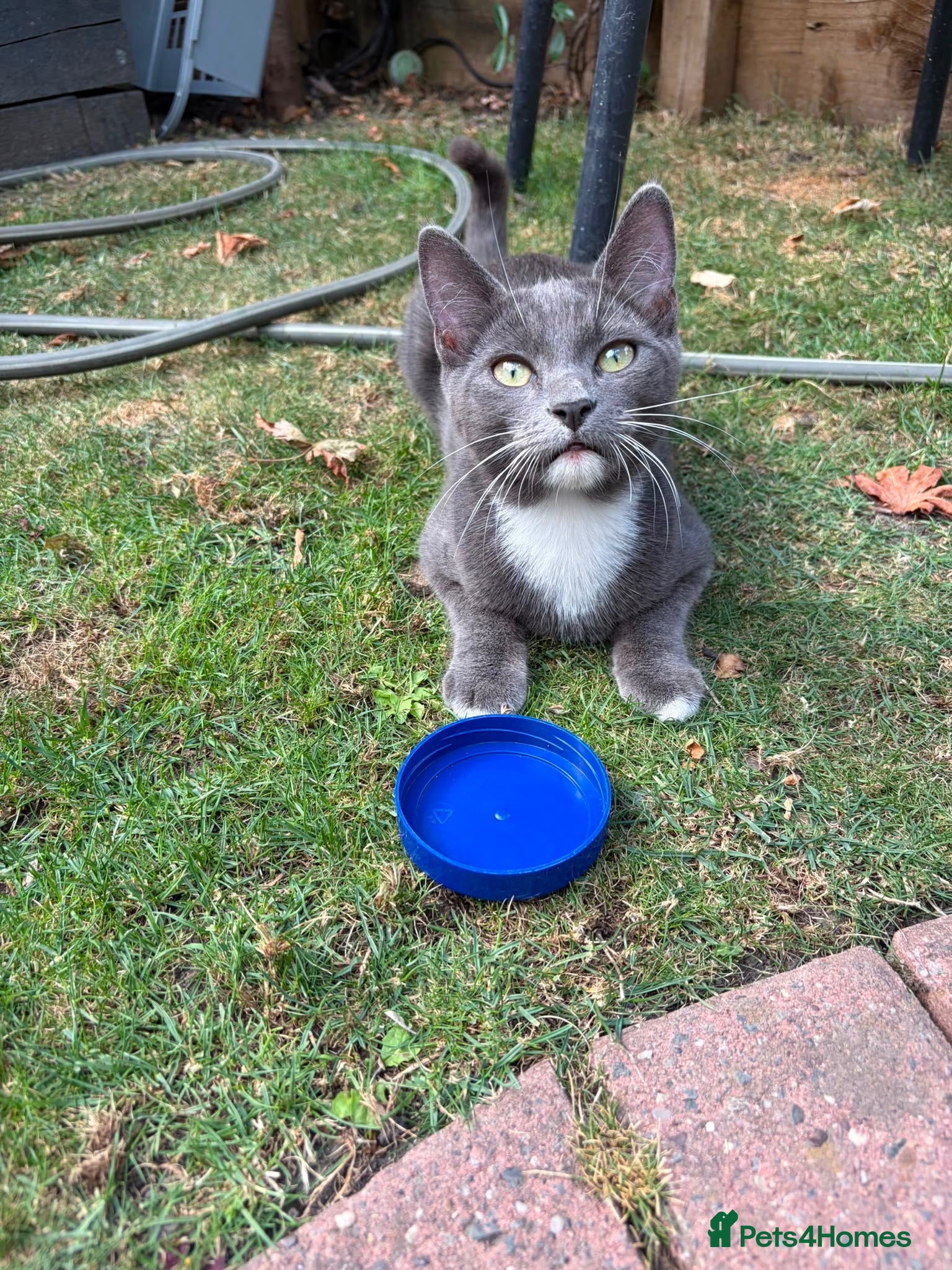 Mixed Breed cats Beautiful grey kittens for sale  - Advert 3
