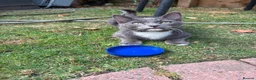 Mixed Breed cats for sale: Beautiful grey kittens for sale  in Enfield - Advert 1