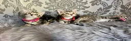 Bengal cats for sale: Bengal kittens🐾 - Advert 15