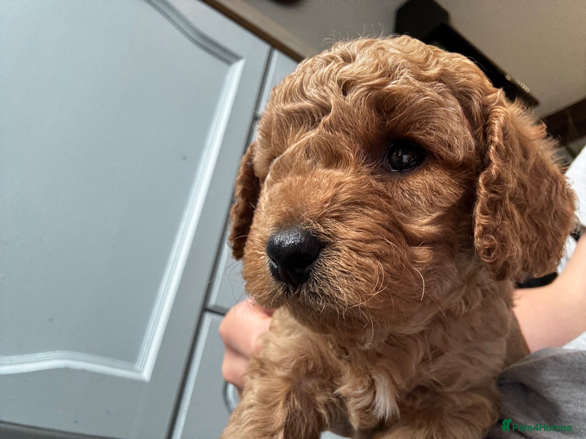 Cavapoo dogs Beautiful chunky fluffs available very soon - Advert 1