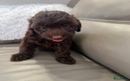 Cockapoo dogs for sale: F1 toy Cockapoo puppies  - Image 3