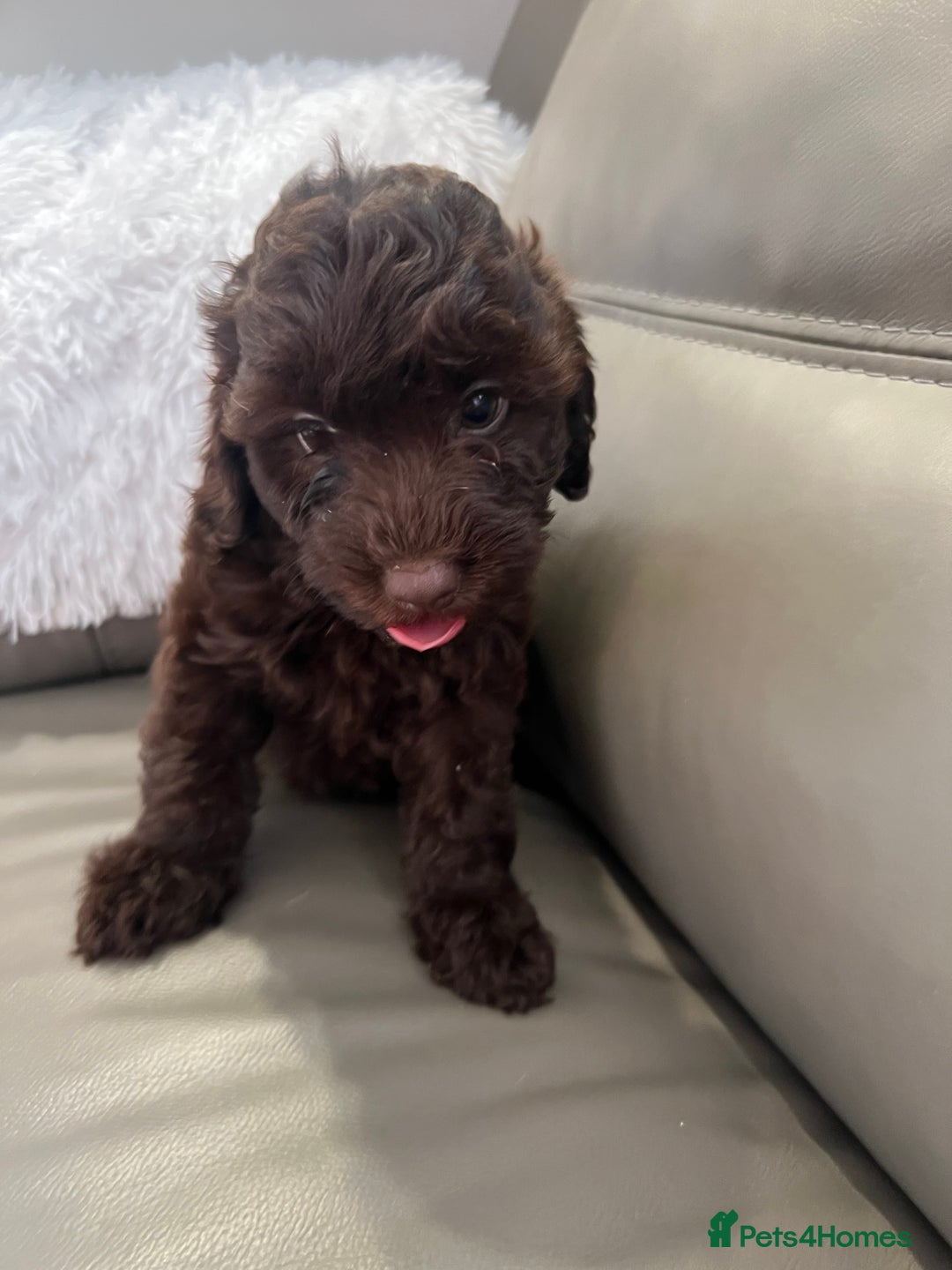 Cockapoo dogs for sale: F1 toy Cockapoo puppies  - Image 3
