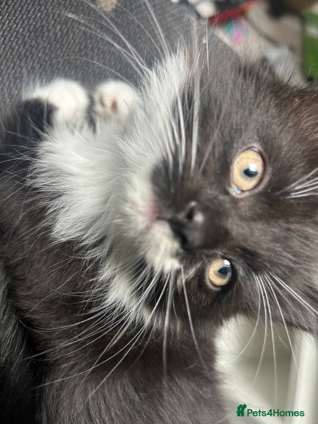 Mixed Breed cats for sale: Rare Bengal-Mix & Ginger Line Kittens  - Advert 7