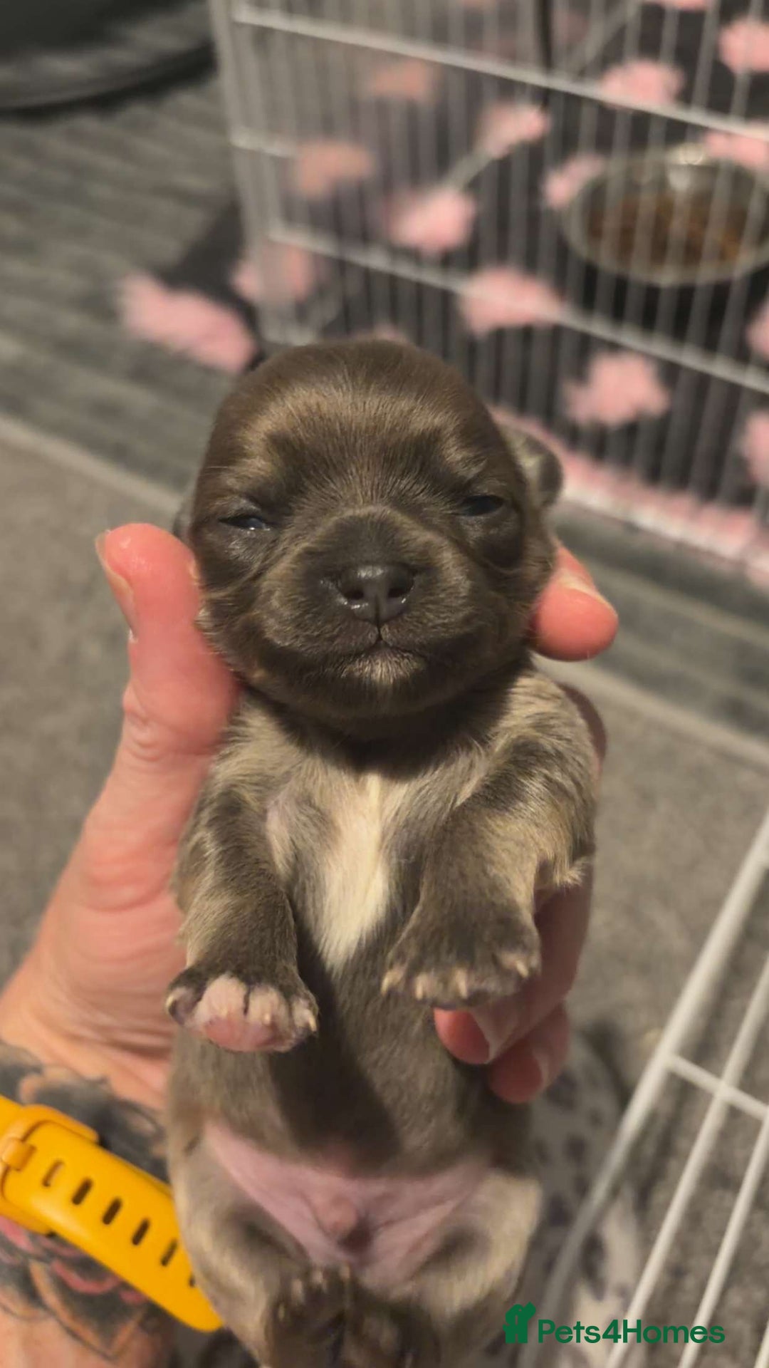 Chihuahua dogs for sale: Beautiful Chihuahua Boy - Advert 1