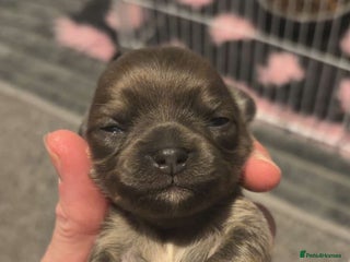 Chihuahua dogs Beautiful Chihuahua Boy - Advert 1