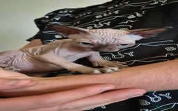 Sphynx cats for sale: Silver elf and black little babies - Image 24