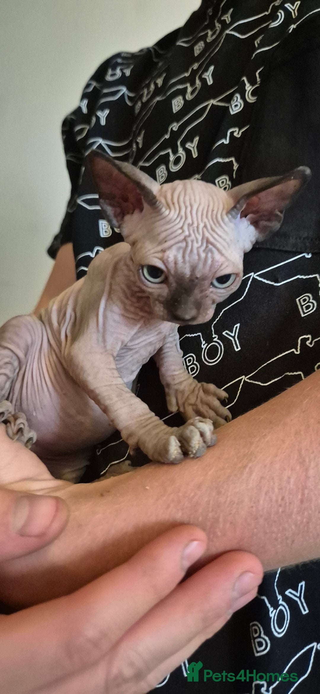 Sphynx cats for sale: Silver elf and black little babies - Image 24