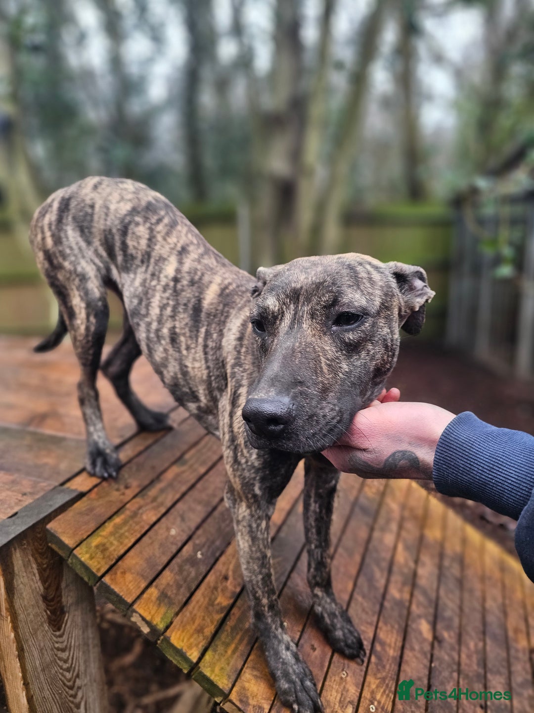 Mixed Breed dogs for sale: Beautiful lurcher x bullmastiff  - Advert 2