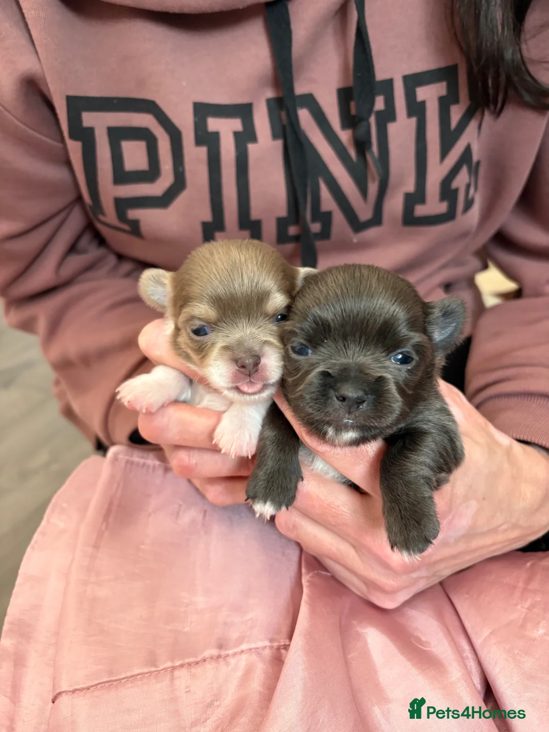 Chihuahua dogs for sale: 4 Chihuahua Puppies  - Advert 1