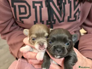 Chihuahua dogs 4 Chihuahua Puppies - Advert 1