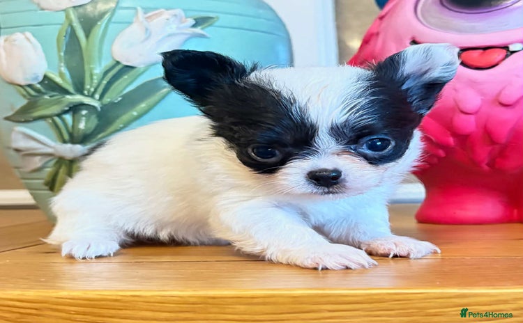 Chihuahua dogs - Advert 7
