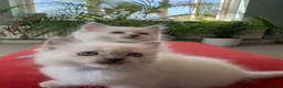 Ragdoll cats for sale: Rare Lilac Grand Champion Excellent Pedigree  - Advert 3