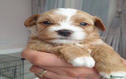 Maltipoo dogs for sale: 6 Pedigree Club registered Maltipoo puppies - Image 20