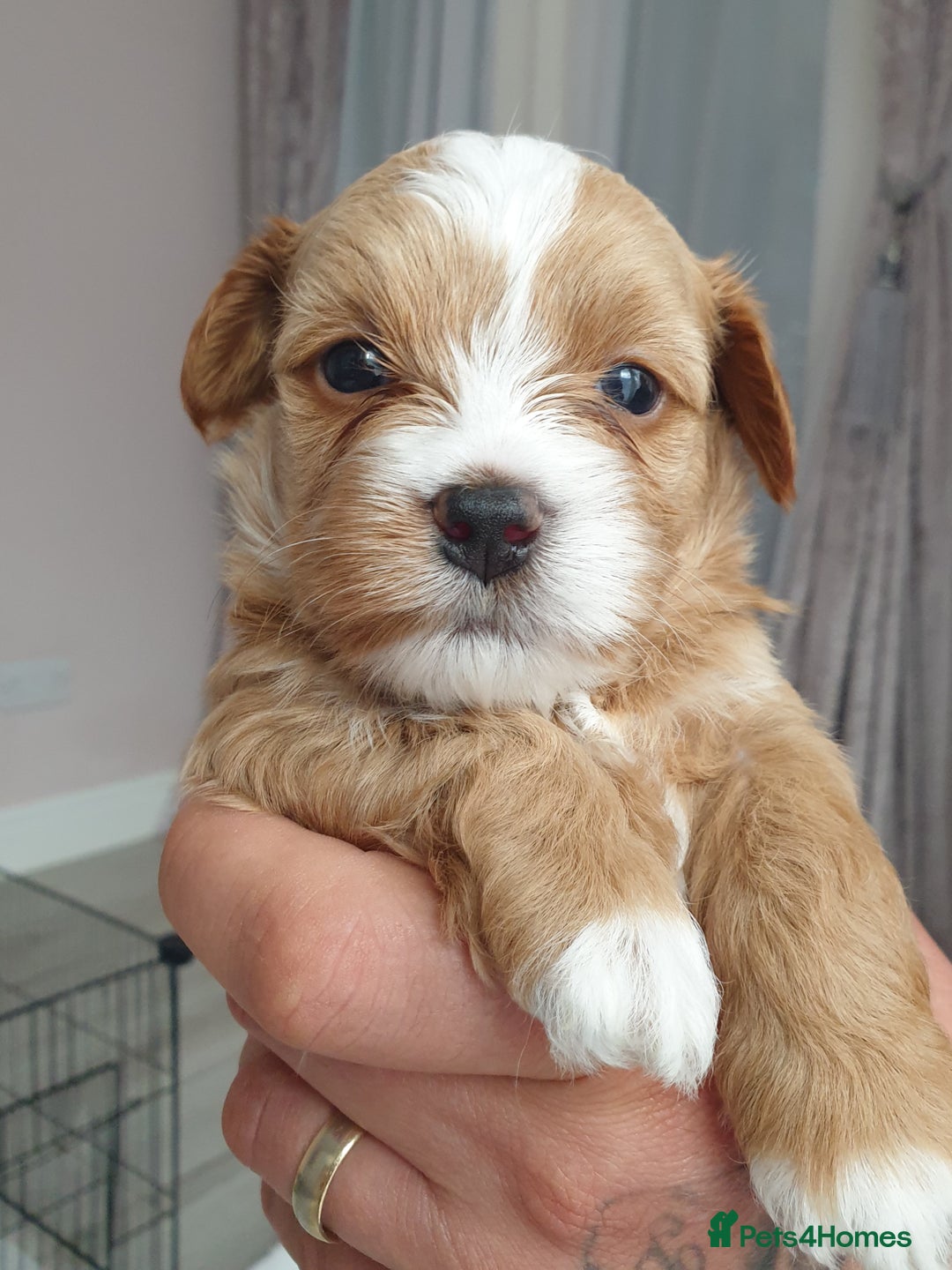 Maltipoo dogs for sale: 6 Pedigree Club registered Maltipoo puppies - Image 20