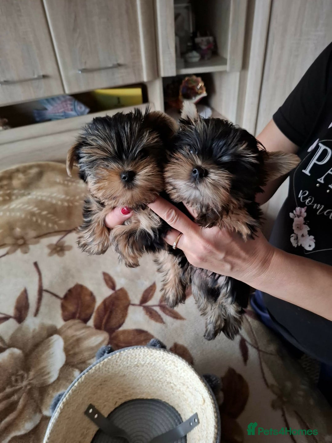 Yorkshire Terrier dogs for sale: Mini Yorkshire Terrier female pups - Advert 8