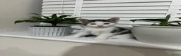 British Shorthair cats for sale: British shorthair kittens - Advert 8