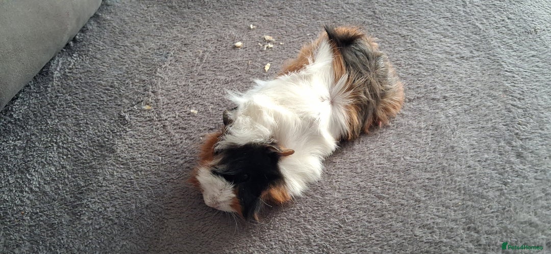 Guinea Pig rodents for sale: Baby boy guinea pigs ready to leave now  - Advert 10