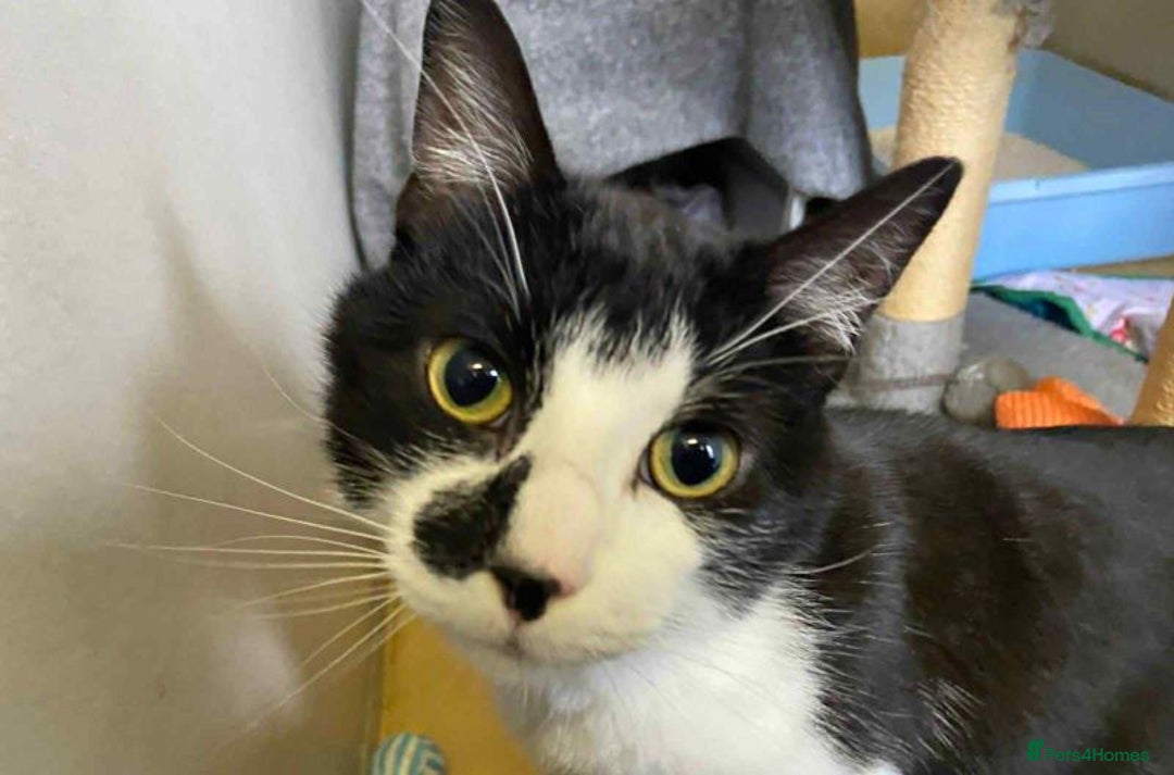 Domestic Shorthair cats for adoption: Timon - Advert 3