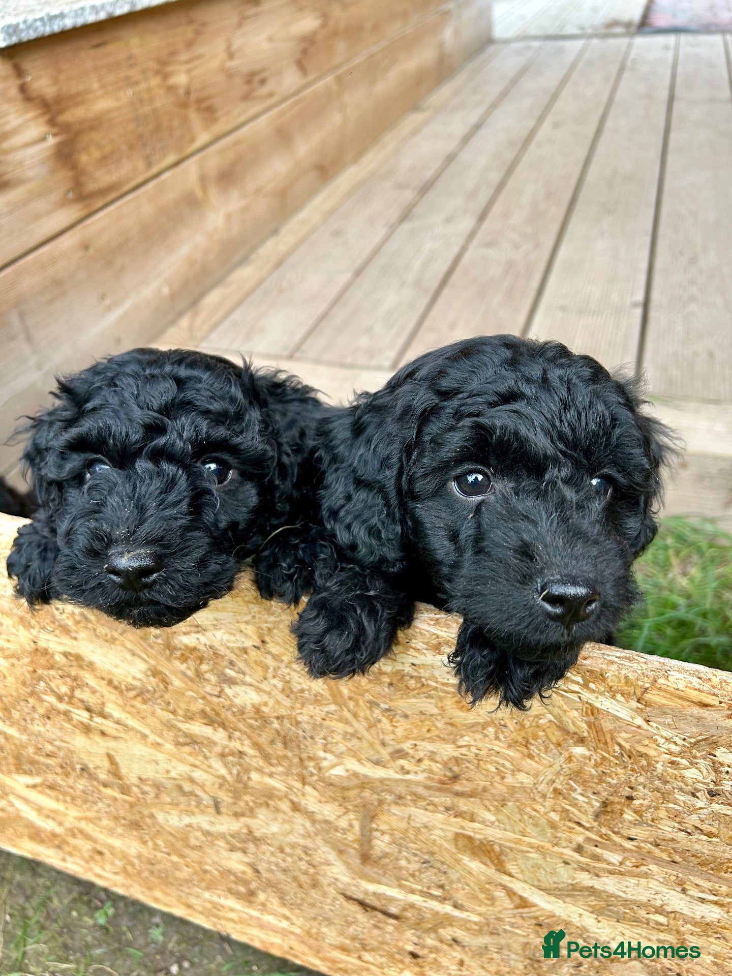 Cockapoo dogs READY SOON 2 Beautiful Cockapoo boys  - Advert 3