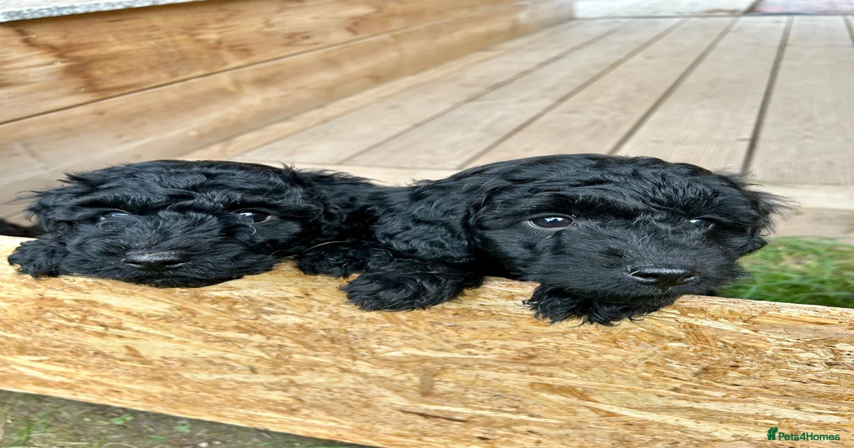 Cockapoo Puppies for sale in Herefordshire | Pets4Homes