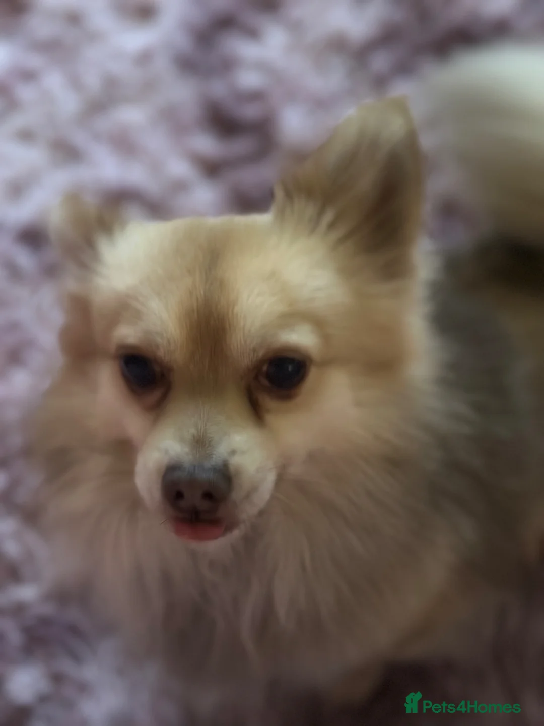 Mixed Breed dogs for sale: Blippi - reserved - Advert 4