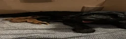 Cockapoo dogs for sale: A litter of 5 beautiful cockapoos in Halstead - Advert 2