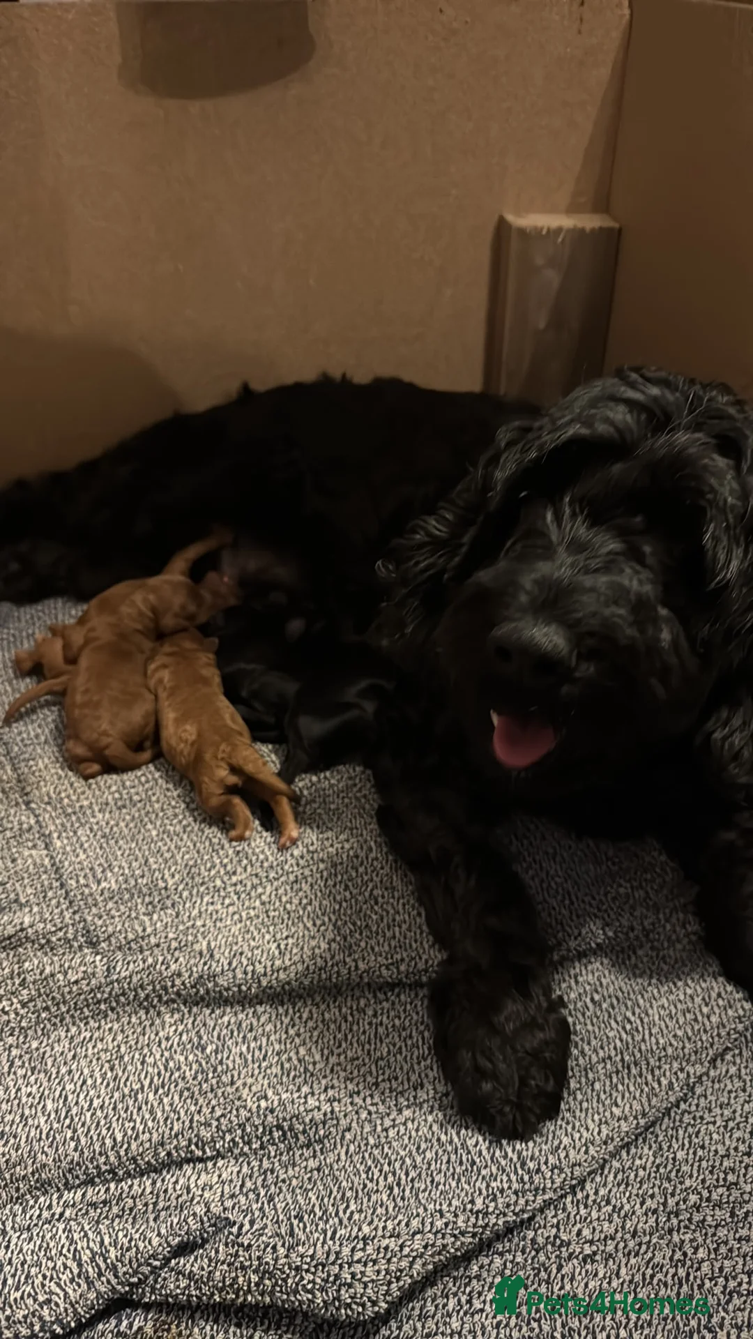 Cockapoo dogs for sale: A litter of 5 beautiful cockapoos in Halstead - Advert 2