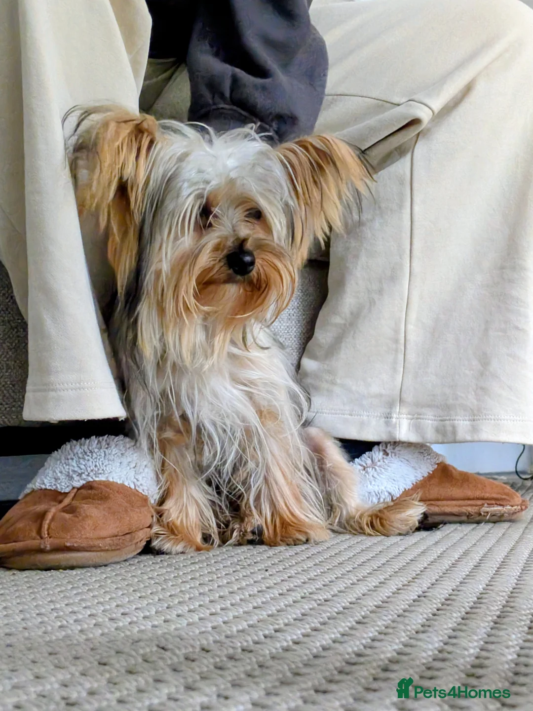 Yorkshire Terrier dogs for stud: Confident Yorkshire Terrier STUD - Advert 2