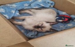 Ragamese cats for sale: Ragamese ragdoll siamese vaccinated, microchipped - Image 6