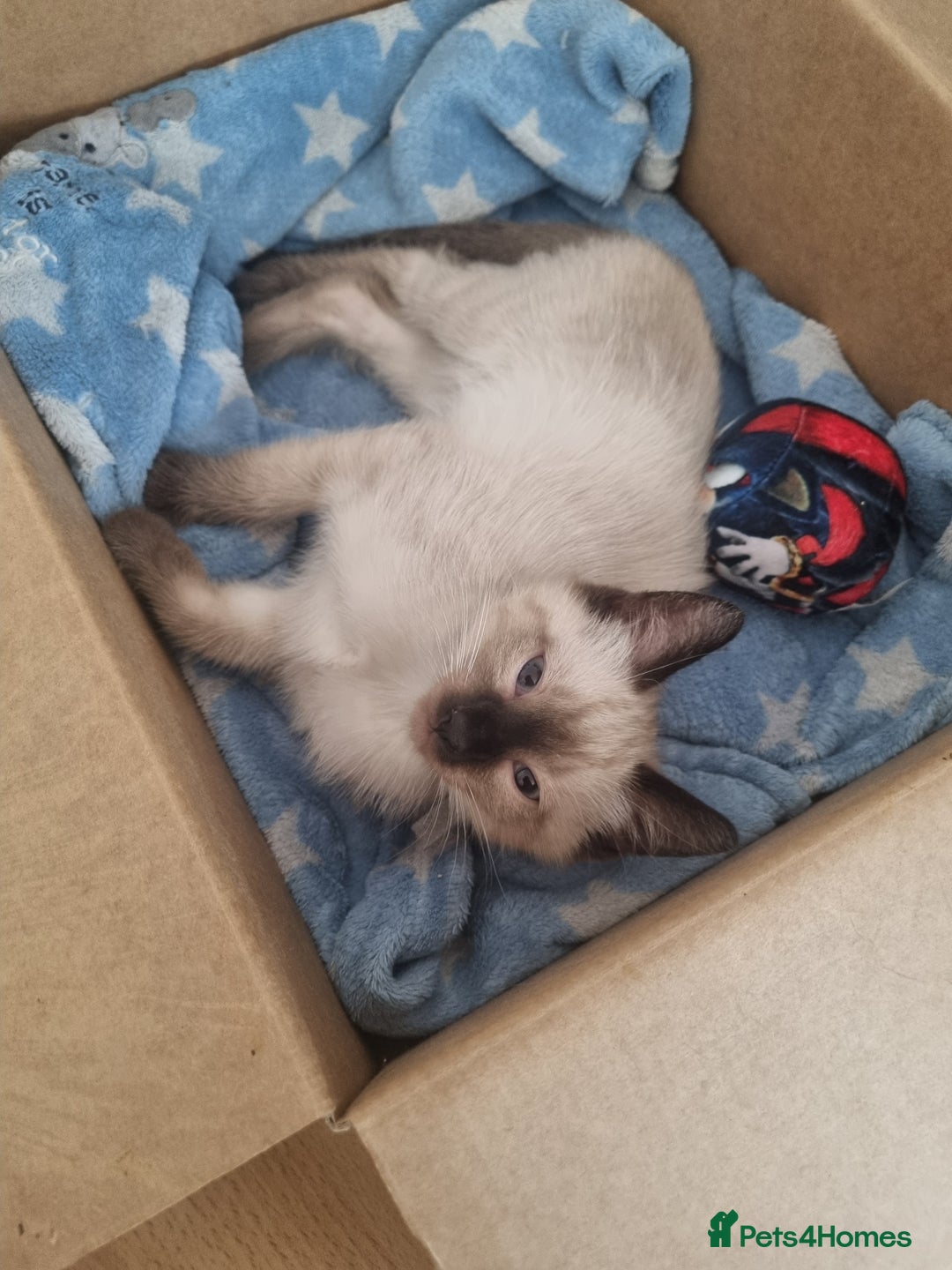 Ragamese cats for sale: Ragamese ragdoll siamese vaccinated, microchipped - Image 6