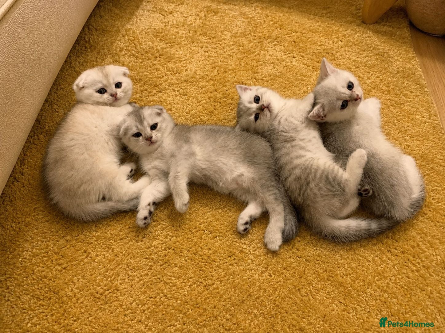 Scottish Fold cats Adorable Scottish Fold & Straight Kittens - Advert 2