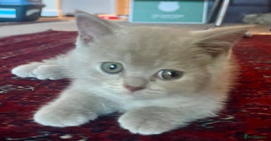 British Shorthair cats - Advert 15