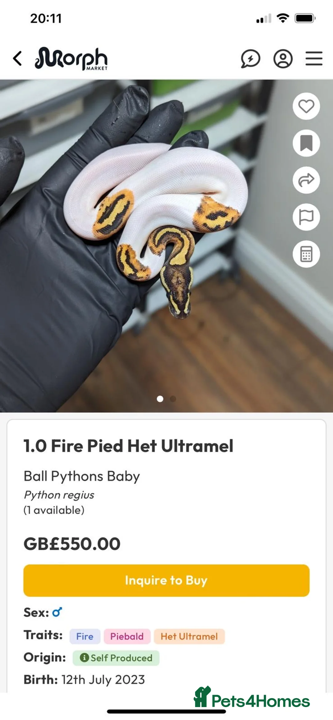 Python Snake reptiles for sale: Royal phython male  - Advert 1