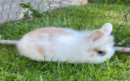 Lionhead rabbits for sale: Lion head  - Image 28