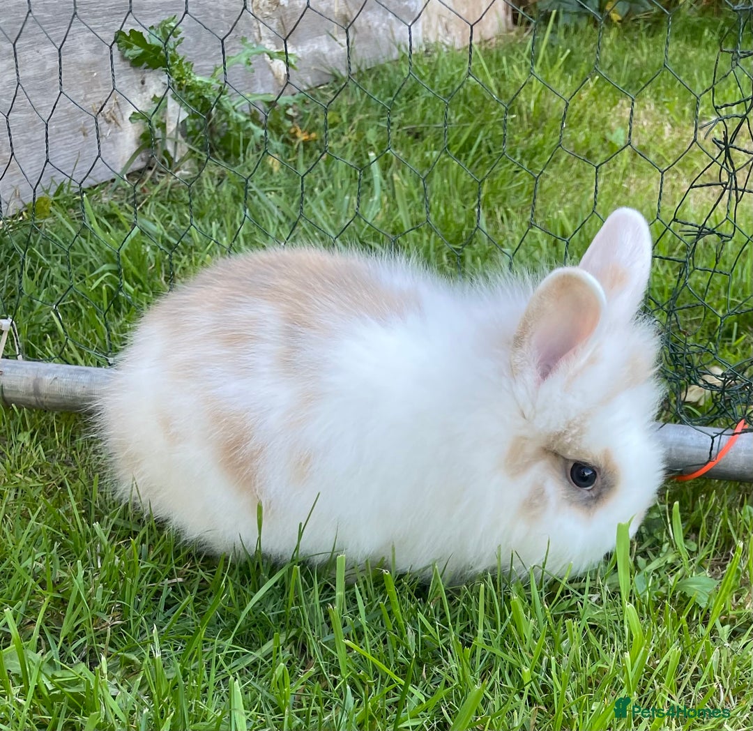 Lionhead rabbits for sale: Lion head  - Image 28