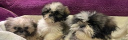 Shih Tzu dogs for sale: Shih Tzu puppy's - Advert 11