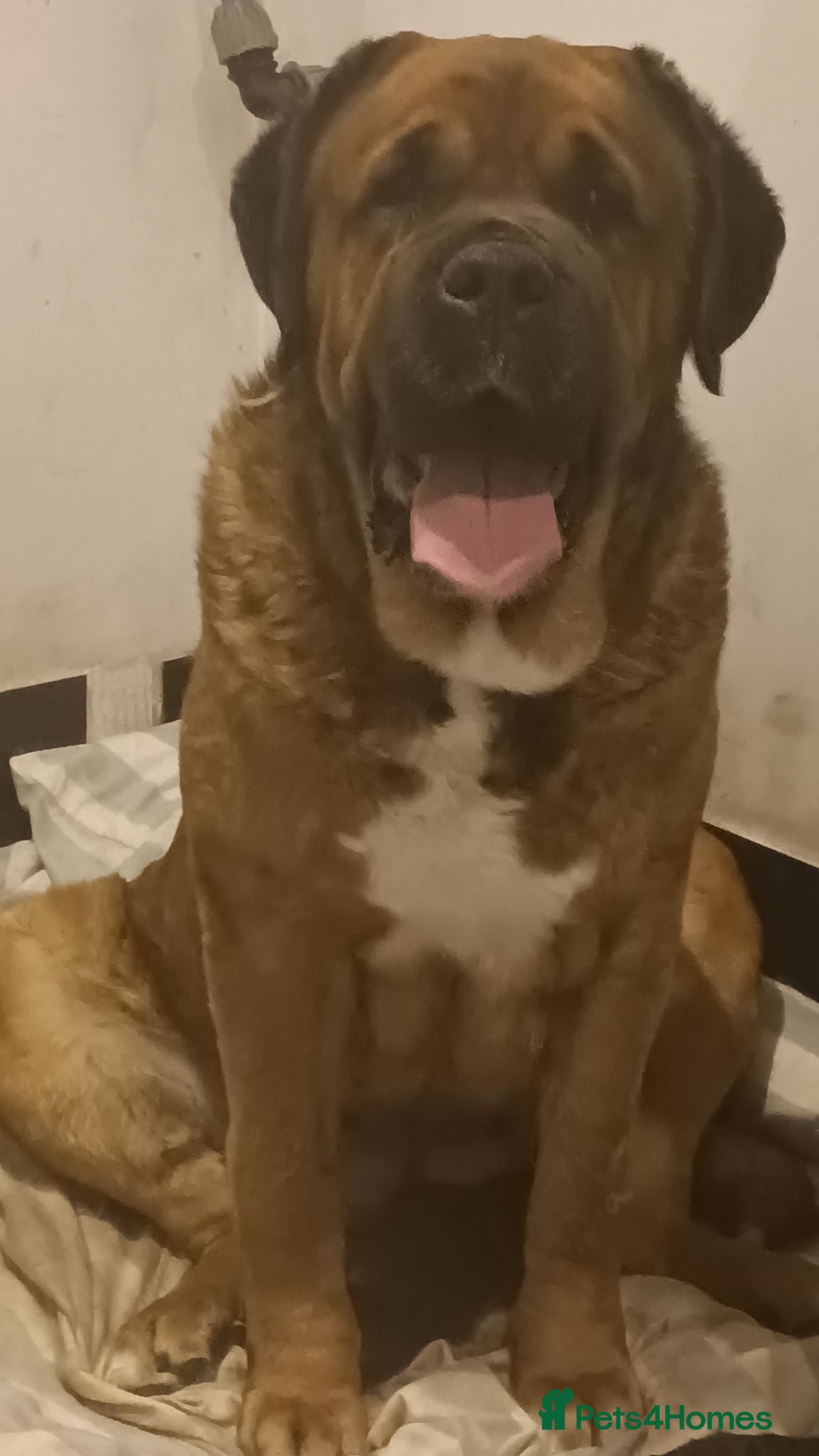 Mixed Breed dogs Saint Bernard Neapolitan x Boerboel Neapolitan  - Advert 1