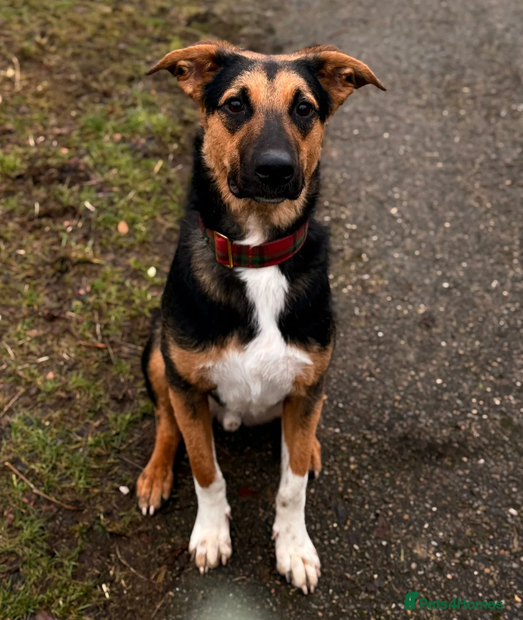Mixed Breed dogs for adoption: URGENT: 💙🐶 BRUNO -The Big, Loving 10 month Boy in Folkestone - Advert 1