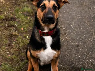 Mixed Breed dogs URGENT: ๐๐ถ BRUNO -The Big, Loving 10 month Boy - Advert 2