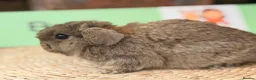 Mini Lop rabbits for sale: Mini lop (plush hypoallergenic)  - Advert 3
