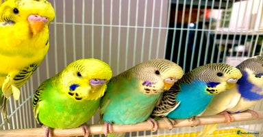 Budgerigars birds - Advert 4