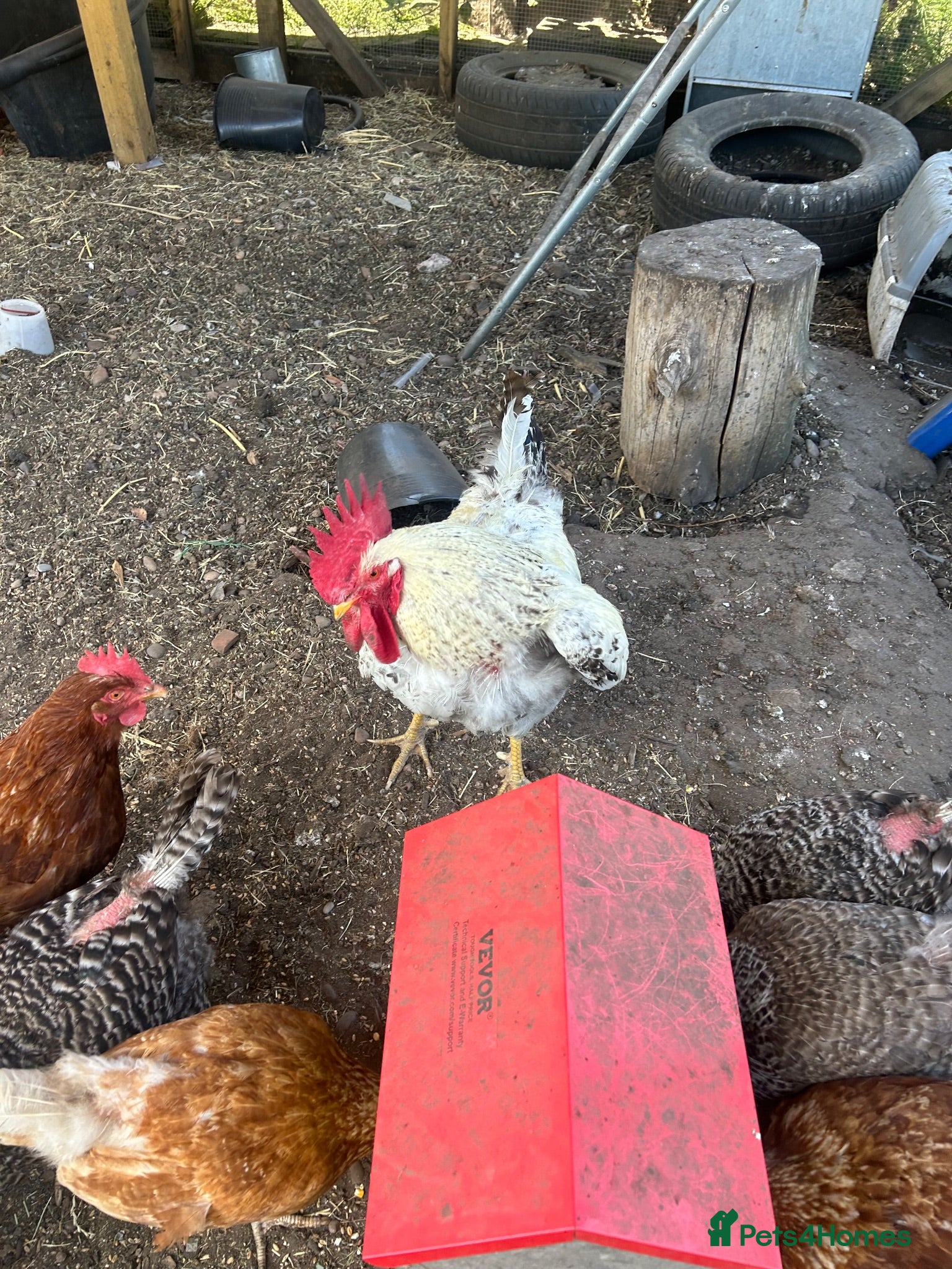Chickens poultry Free cockerel - Advert 2